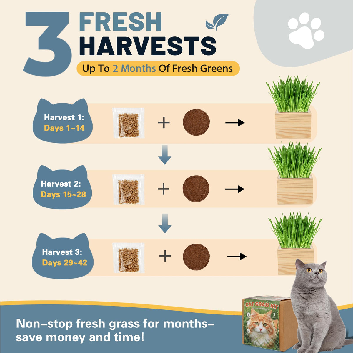 Cat Grass Growing Kit with Wooden Planter R53951