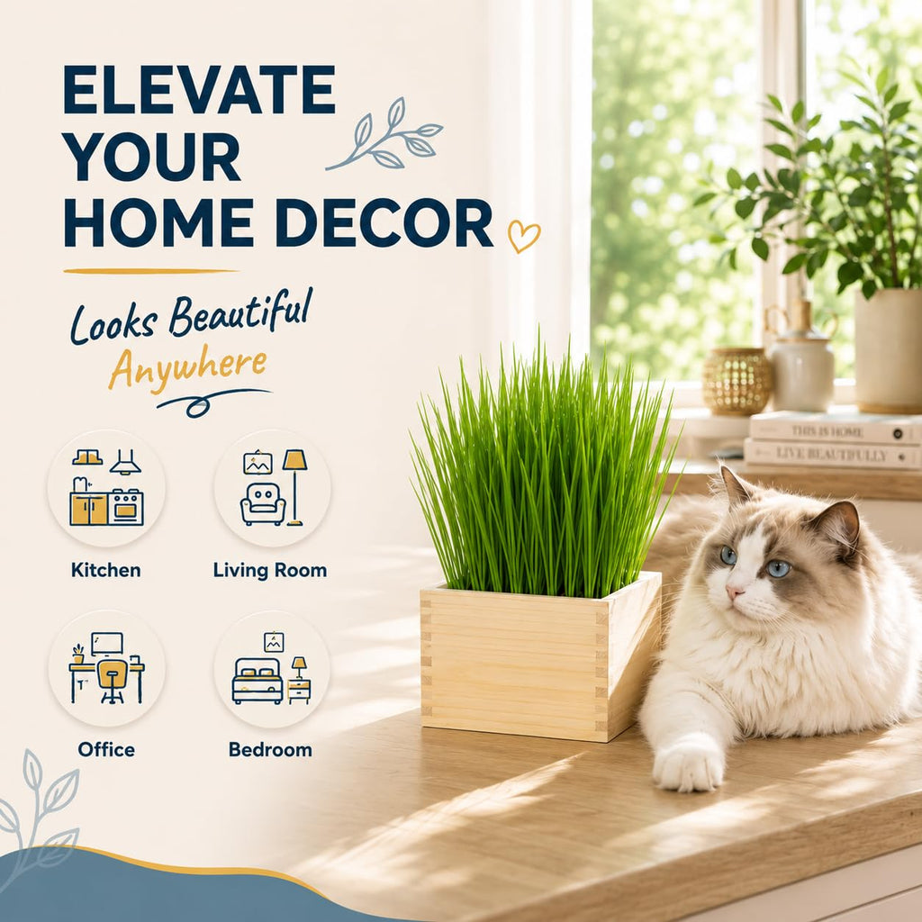 Cat Grass Growing Kit with Wooden Planter R53951