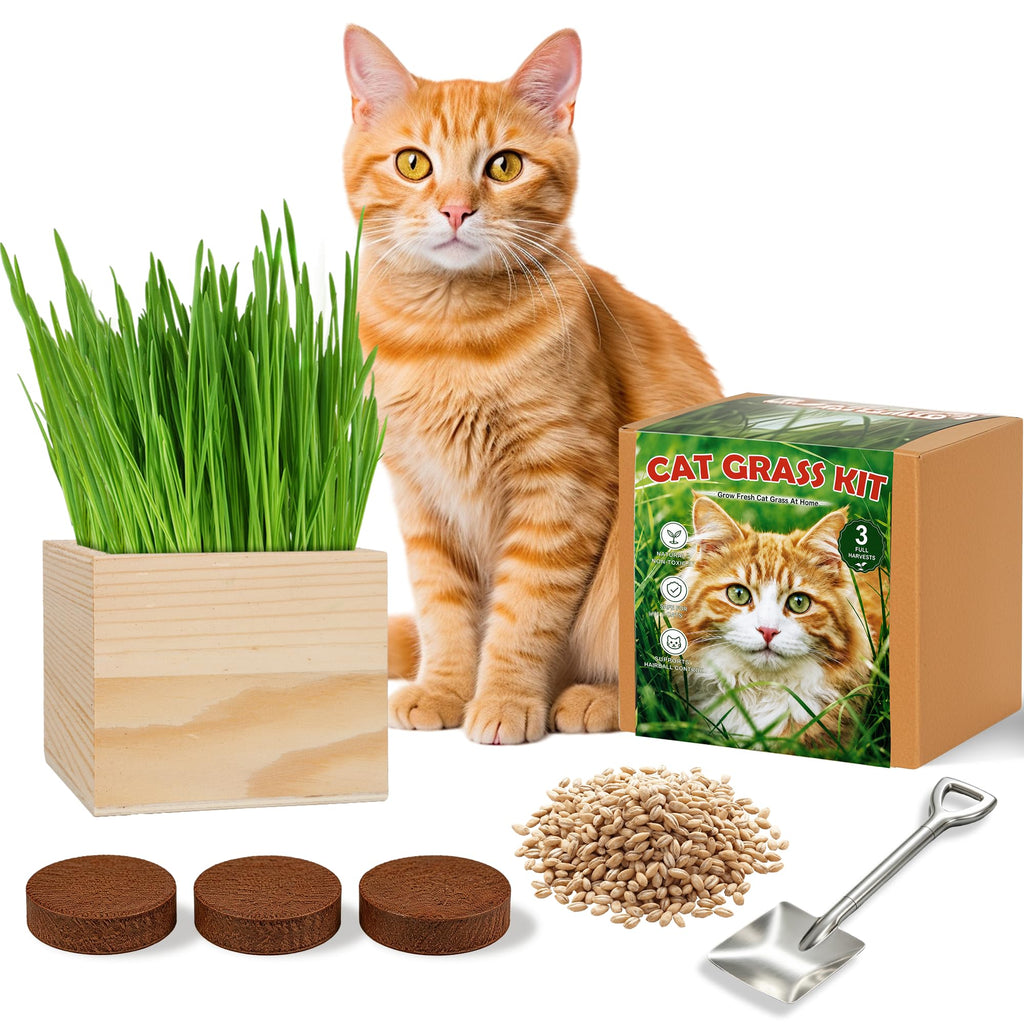 Cat Grass Growing Kit with Wooden Planter R53951