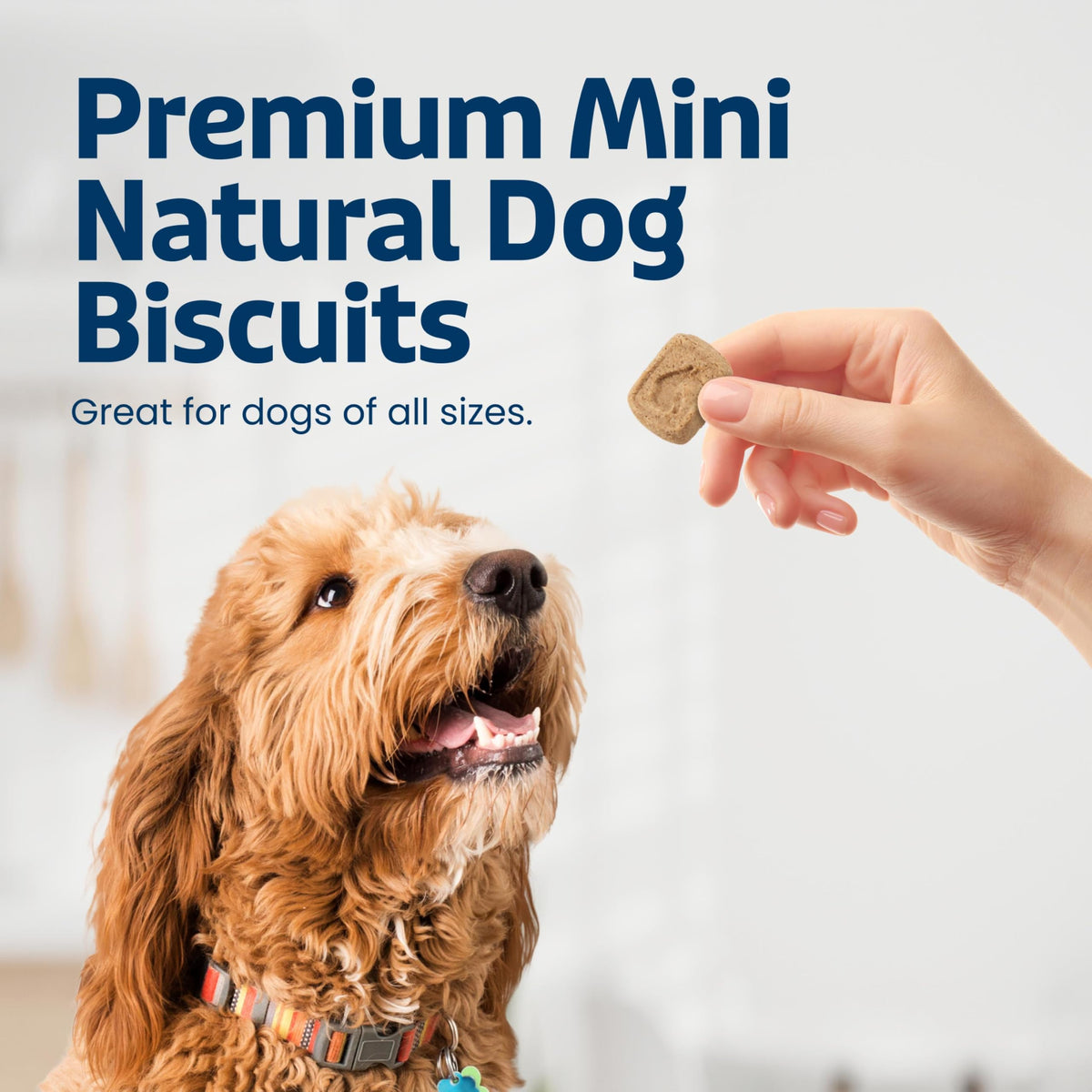 Mini Dog Biscuits N3574