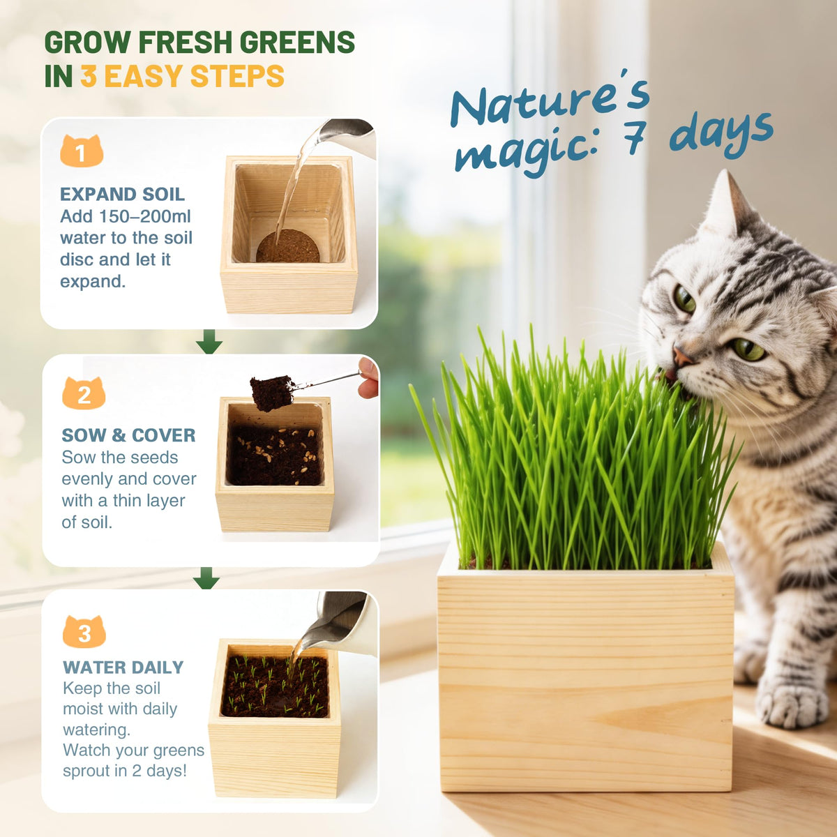 Cat Grass Growing Kit with Wooden Planter R53951