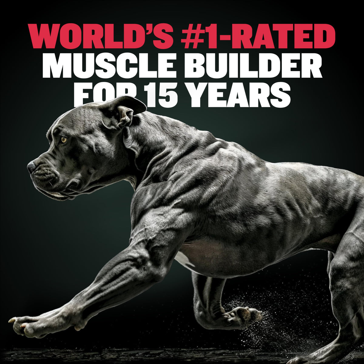 Dog Weight Gainer Chews & Muscle Builder Tablets & Liquid Muscle Builder Supplement B19513